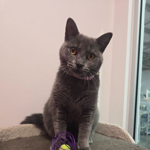 Lucy - Domestic Short Hair (DSH) Cat