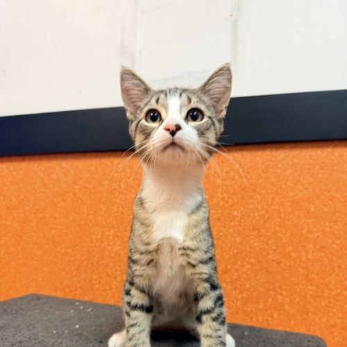 Toulouse - Domestic Short Hair Cat