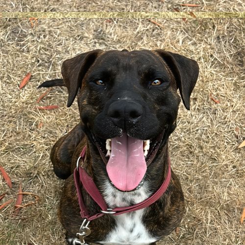 Stitch - Staffordshire Bull Terrier Dog