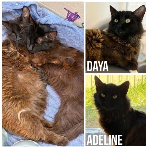 12680 & 12681 - Adeline & Daya - Domestic Medium Hair (DMH) Cat