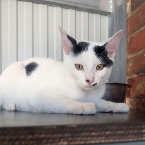 Smarts - Domestic Short Hair (DSH) Cat