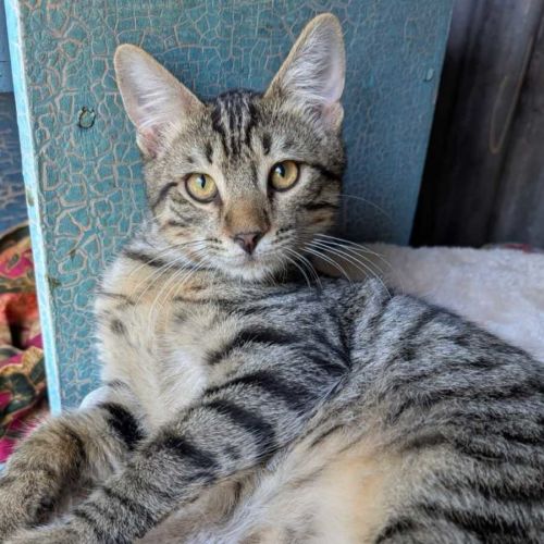 Gingko - Domestic Short Hair (DSH) Cat