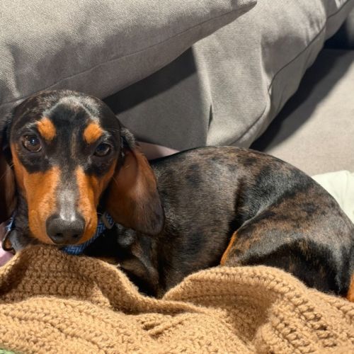 Hugo K - Dachshund (Miniature Smooth Haired) Dog