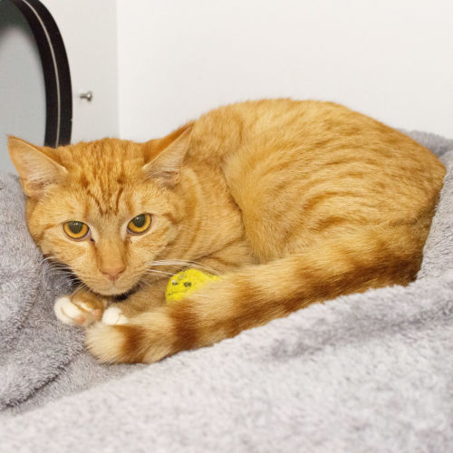 Rori - Domestic Short Hair Cat