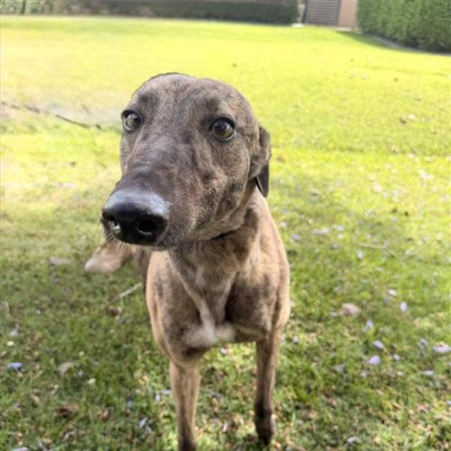 Anna - Greyhound Dog