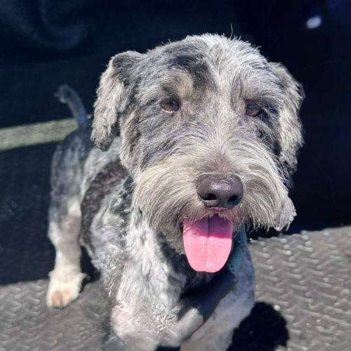 Beasley - Australian Terrier Dog