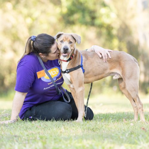Marty - Greyhound x Weimaraner Dog