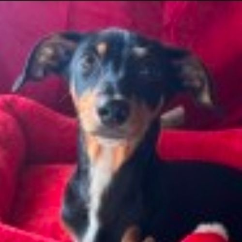 Warren - Dachshund Dog