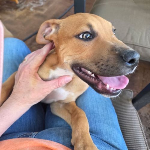 Banjo - Mixed breed Dog