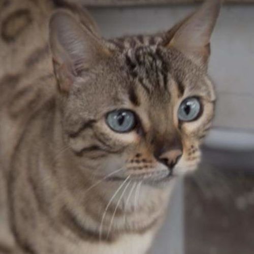 Pippi - Bengal Cat