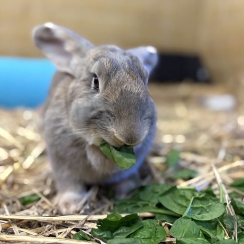 Bubba Ganoush -  Rabbit