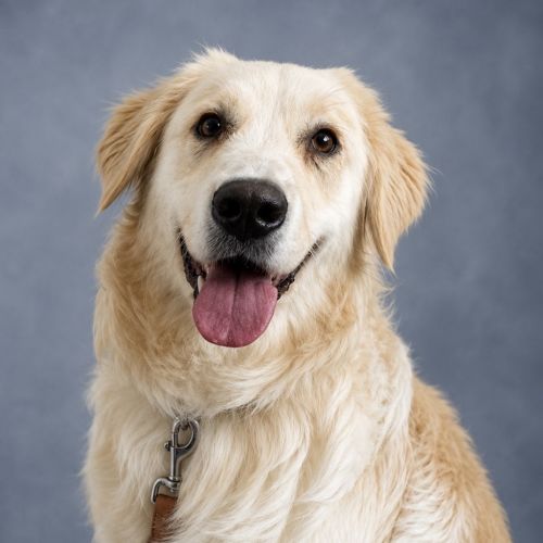 Jimmy - Golden Retriever x Maremma Sheepdog