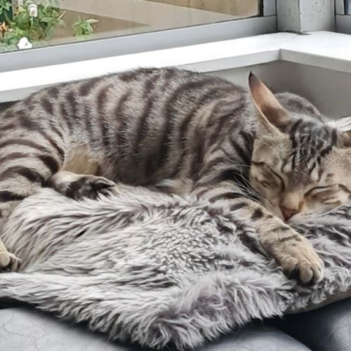 Millicent - Domestic Short Hair (DSH) Cat
