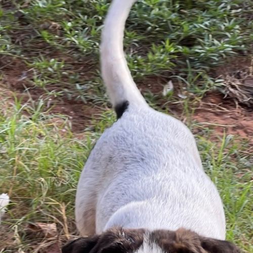 Superman - Staffordshire Bull Terrier x Mixed breed Dog