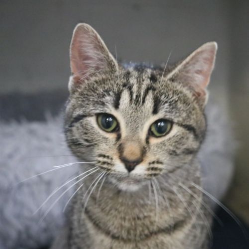 Felica - Domestic Short Hair (DSH) Cat