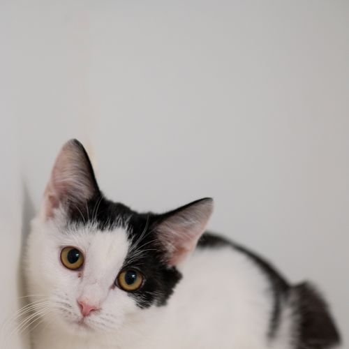 Jean - Domestic Short Hair Cat