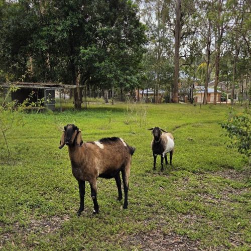 Cisco and Zorro -  Goat