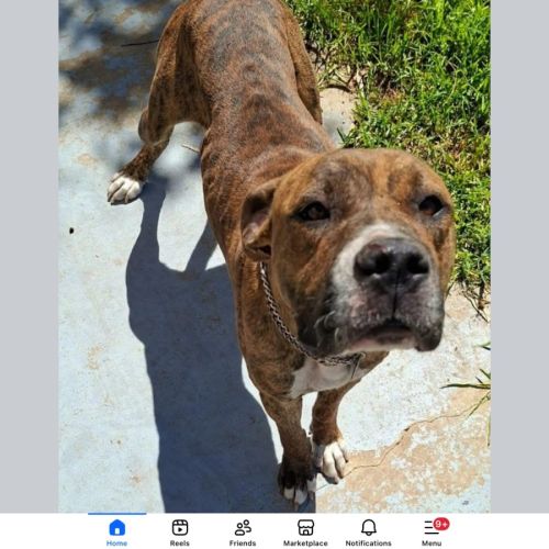 Leprechaun - American Bulldog