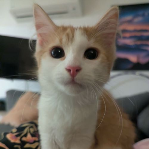 Ollie - Manx x Domestic Medium Hair (DMH) Cat