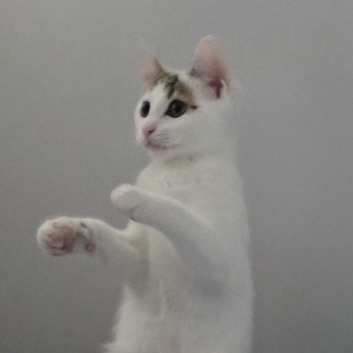 Naz - Domestic Short Hair (DSH) Cat