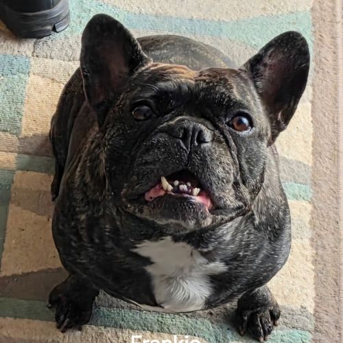 Frankie - French Bulldog