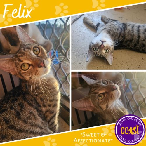 Felix - Domestic Short Hair (DSH) Cat