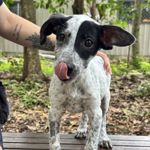 Sauerkraut - German Shorthaired Pointer x Kelpie Dog