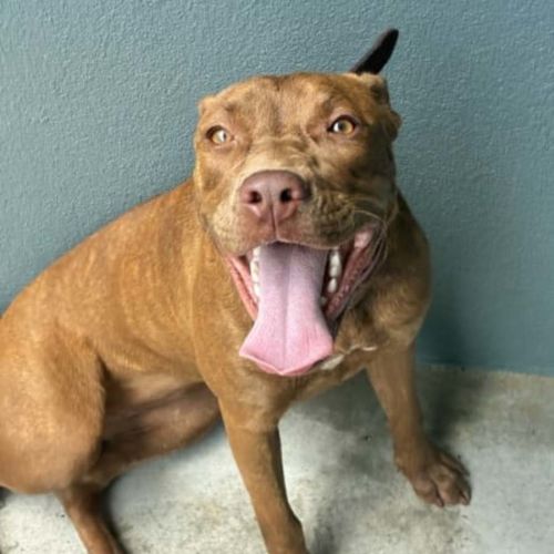 Rubi - Staffordshire Bull Terrier Dog