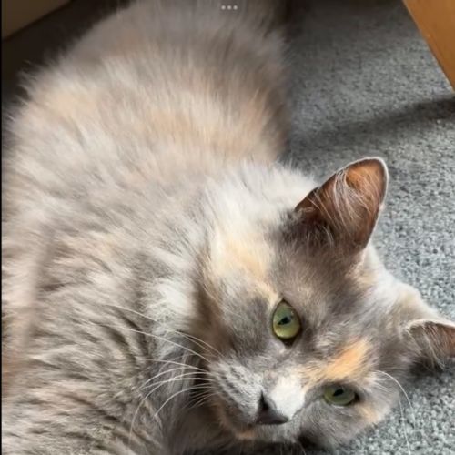 Sasha - Domestic Short Hair (DSH) Cat