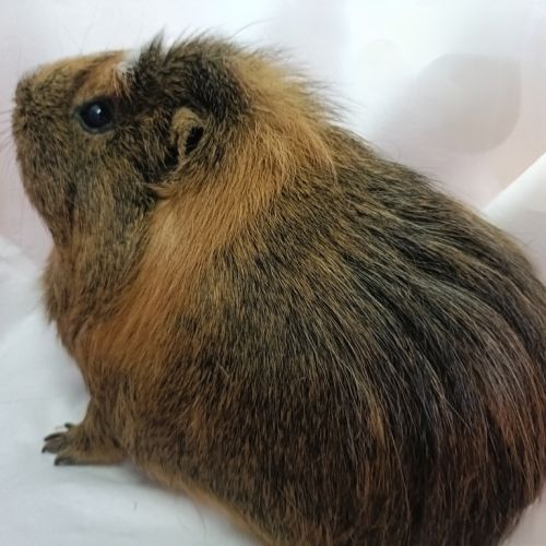 Lucky - Domestic Short Hair Guinea Pig