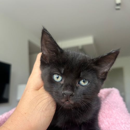 Dixie  - Domestic Short Hair (DSH) Cat