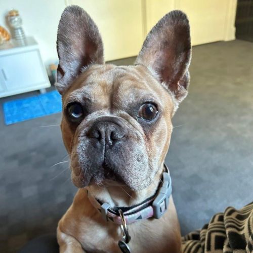 Luna Wensleydale - French Bulldog