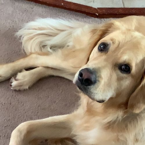 Harvey - Golden Retriever Dog