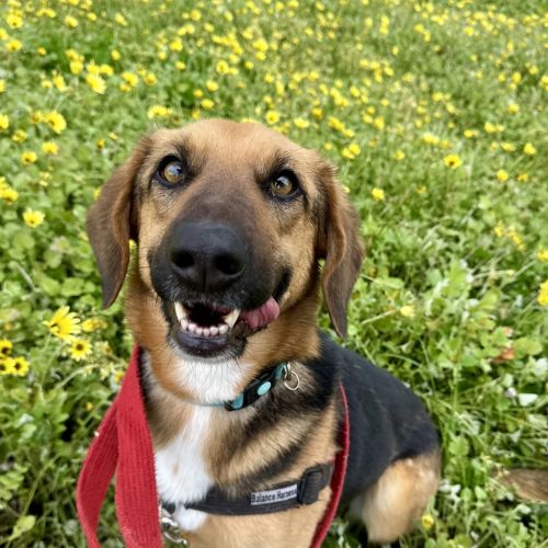 Cleo - German Shepherd x Harrier Dog