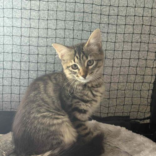 Viktor - Domestic Short Hair (DSH) Cat