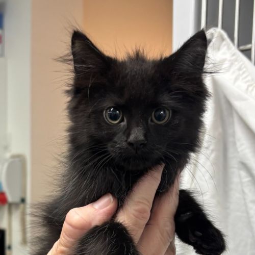 Poe - Domestic Short Hair (DSH) Cat