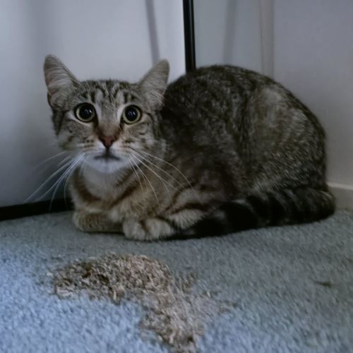 Bea - Domestic Short Hair (DSH) Cat