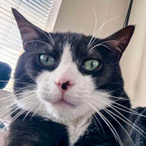 Matisse - Domestic Short Hair (DSH) Cat