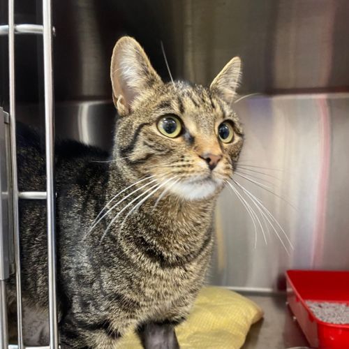 Dunder - Domestic Short Hair (DSH) Cat