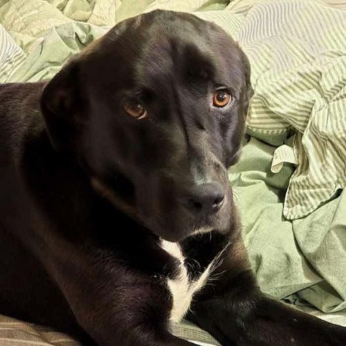 Murphy - Labrador Retriever x Border Collie Dog