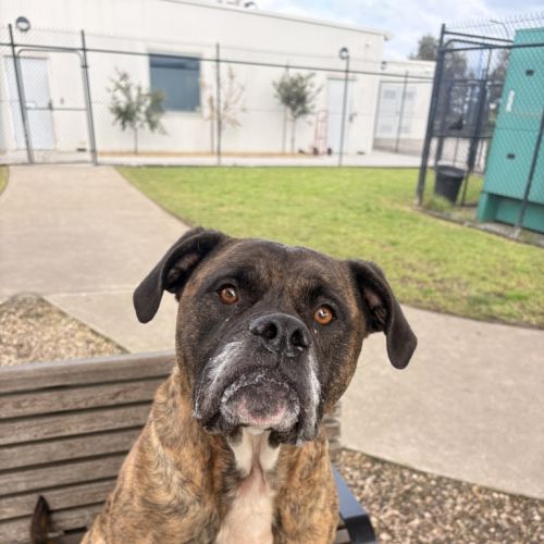 Cash - Boxer Dog