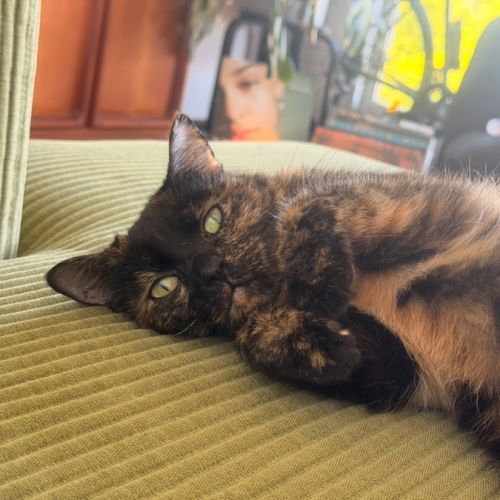 Muffin 🧁 - Domestic Short Hair (DSH) Cat