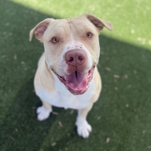 Dale imp 2062 - American Staffordshire Terrier Dog