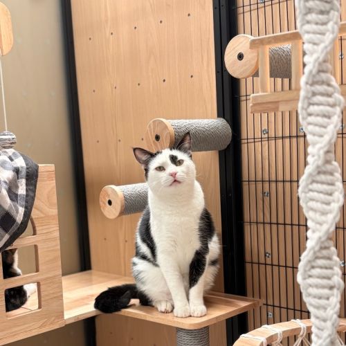 Murphy - Domestic Short Hair (DSH) Cat