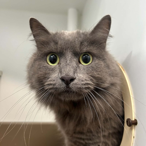 Trixie - Domestic Medium Hair (DMH) Cat