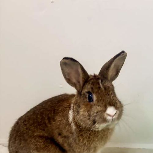 Caramel - Netherland Dwarf Rabbit