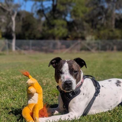 Gypsy - Staffordshire Bull Terrier Dog