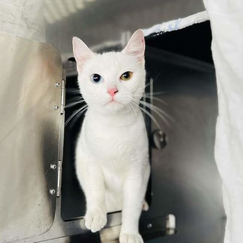 Sofia - Domestic Short Hair (DSH) Cat