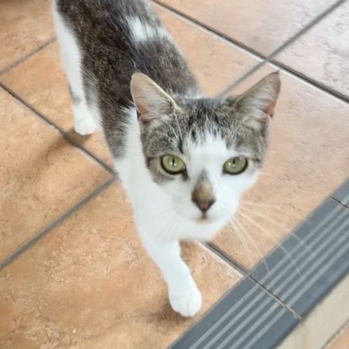 Rosie - Domestic Short Hair (DSH) Cat