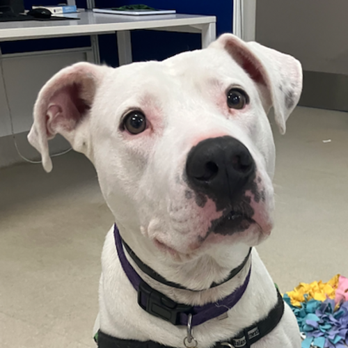 Benji - Great Dane Dog